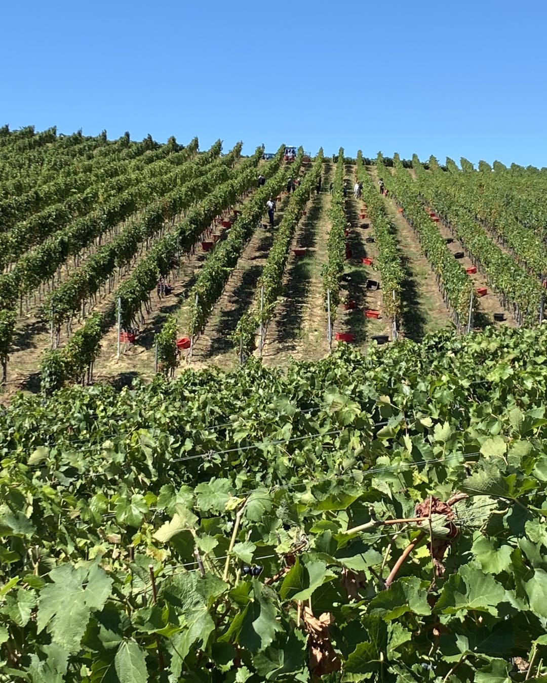 A Bocor dűlő mindig különleges helyet foglal el a szívünkben